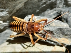 Hemideina