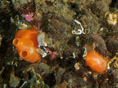 Cnemidocarpa finmarkiensis