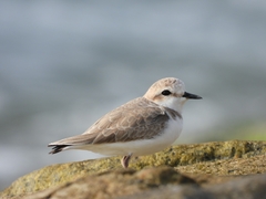 Charadrius dealbatus