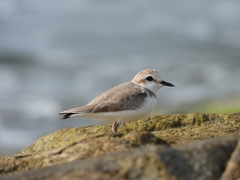 Charadrius dealbatus