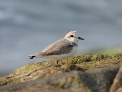 Charadrius dealbatus