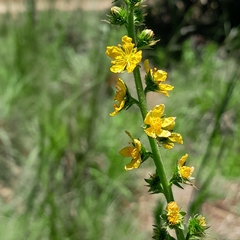 Agrimonia bracteata