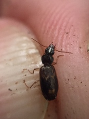 Anomotarus variegatus