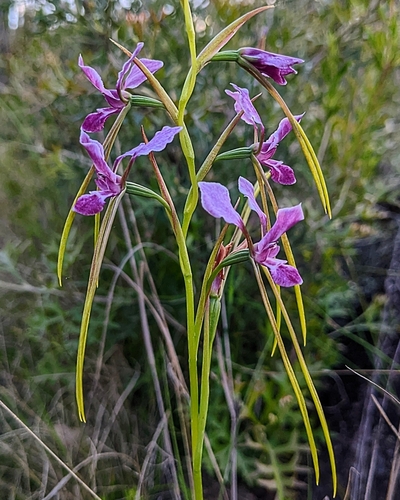 Image of Diuris dendrobioides by (c) Michael Somerville, some rights reserved (CC BY-SA)