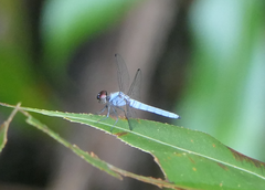 Brachydiplax duivenbodei