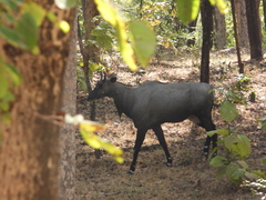 Boselaphus tragocamelus