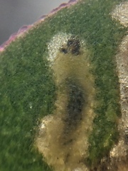 Hypurus bertrandi