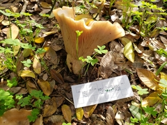 Clitocybe brunneocephala