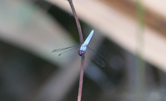 Brachydiplax duivenbodei