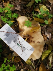 Clitocybe brunneocephala