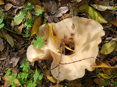 Clitocybe brunneocephala
