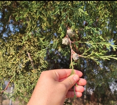 Cupressus lusitanica