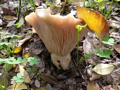 Clitocybe brunneocephala