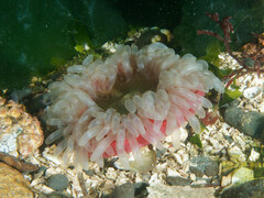 Urticina clandestina