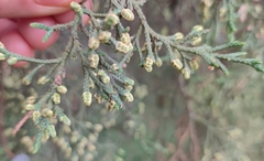 Cupressus lusitanica