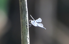 Brachydiplax denticauda