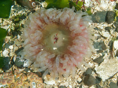Urticina clandestina