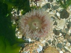 Urticina clandestina