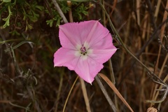Convolvulus chilensis
