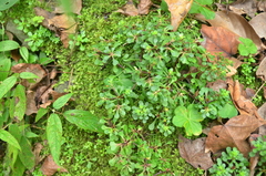 Sedum actinocarpum