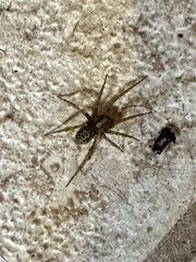 Tegenaria domestica
