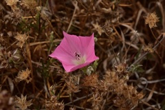 Convolvulus chilensis