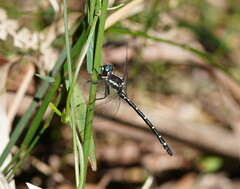 Eusynthemis guttata