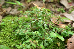 Sedum actinocarpum