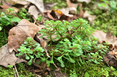 Sedum actinocarpum