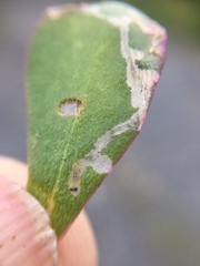 Hypurus bertrandi