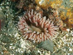 Urticina clandestina