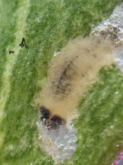 Hypurus bertrandi