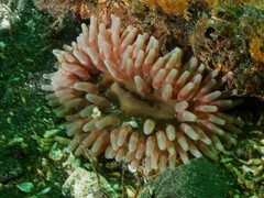 Urticina clandestina
