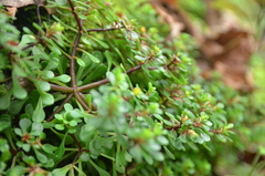 Sedum actinocarpum