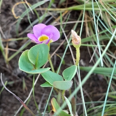 Oxalis obliquifolia