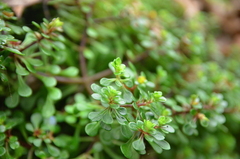 Sedum actinocarpum