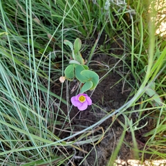 Oxalis obliquifolia