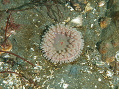 Urticina clandestina