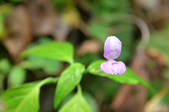 Dicliptera tinctoria