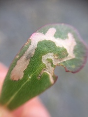 Hypurus bertrandi