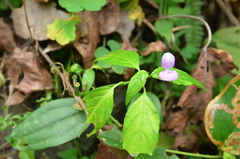 Dicliptera tinctoria