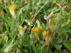 Lotus suaveolens