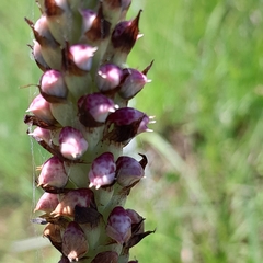 Disa versicolor