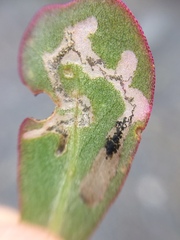 Hypurus bertrandi