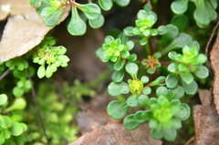 Sedum actinocarpum