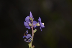Veronica arcuata