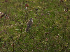Acrocephalus orientalis