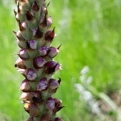 Disa versicolor
