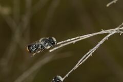 Megachile ferox