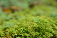 Thuidium